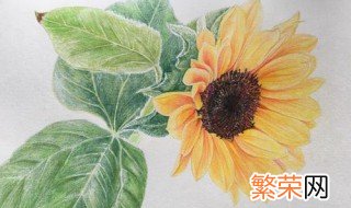 彩铅画向日葵图片 两颗向日葵的彩铅画怎么画