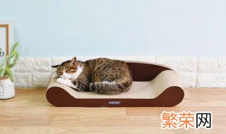 如何防止猫尿沙发 防止猫尿沙发小技巧