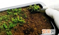 盆栽苔藓的养殖方法 怎样让盆景的苔藓快速繁殖