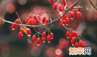 茱萸是什么节日用的 茱萸节是什么