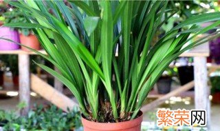 家中为什么不能养墨兰 家中可以养墨兰吗