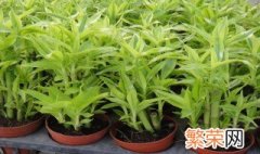 金竹怎么种植 金点竹植物养殖方法