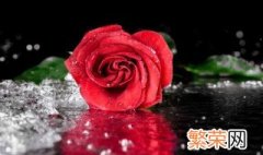 玫瑰花插杆栽种技术 玫瑰花杆种植方法