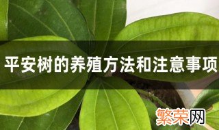 盆栽平安树的养殖方法和注意事项有哪些 盆栽平安树怎么养殖