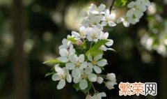 海棠花枯萎了怎么办 海棠花花枯萎怎么办