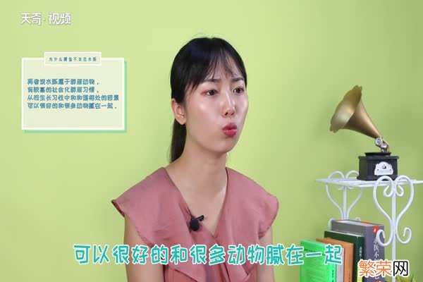 为什么鳄鱼不攻击水豚 鳄鱼为什么不吃水豚