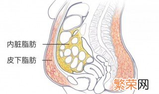 皮下脂肪怎么减掉 皮下脂肪怎么减掉的