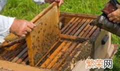 蜜蜂最简单合群方法 需要做什么工作呢