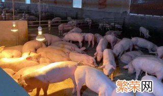 养猪场保暖怎么做最有效果 养猪场保暖怎么做最有效