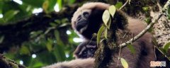 高黎贡白眉长臂猿是几级保护动物 高黎贡白眉长臂猿属于几级保护动物
