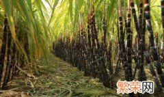 南方甘蔗种植技术管理 南方甘蔗种植技术和方法