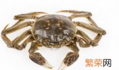淡水螃蟹的正确养殖方法是什么 淡水螃蟹的正确养殖方法