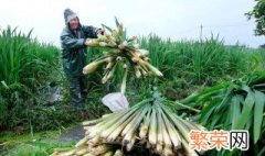 茭白怎么种植 茭白怎么种植哪里有种子卖