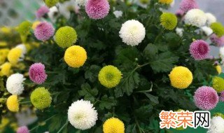 乒乓球菊如何做干花 乒乓菊怎么插花