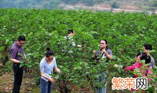 果桑种植效益 果桑种植的利润怎么样