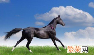 小马的尾巴像什么 小马的尾巴像什么有什么作用