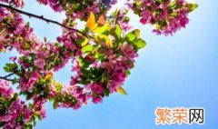 杜鹃花叶枯萎 杜鹃花如何管理才能不枯萎