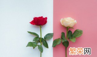 带花泥的玫瑰花怎么养 玫瑰花放在插花泥里面怎么养