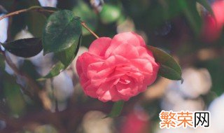 花枯萎了怎么办 玫瑰花枯萎了怎么办