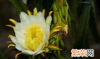 新鲜昙花怎么吃最好 新鲜昙花怎么吃最好煲汤