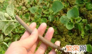 蓝莓枝头干枯 蓝莓枝条干枯怎么办