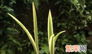 龙须草叶尖干枯怎么办 龙须草叶尖干枯怎么回事