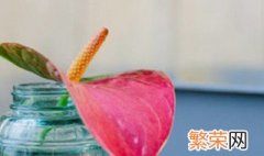 红掌开花时能施肥吗 红掌施什么肥能开花