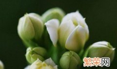 白色长寿花怎么养 白色长寿花养殖方法和注意事项