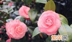 花瓶放什么花花期长 花瓶放什么花期更长