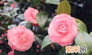 花瓶放什么花花期长 花瓶放什么花期更长