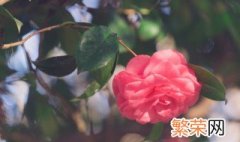 鲜花怎么能延长花期 鲜花放什么能延长花期