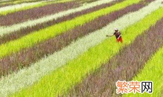 五彩稻种植方法 五彩稻如何种植