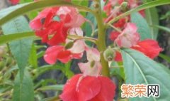 凤仙花叶子卷边干枯怎办 凤仙花叶子干枯怎么回事