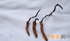 冬虫夏草是什么东西 冬虫夏草是什么东西?它有什么功效和作用