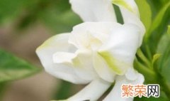 栀子花在北京冬天能开花吗 栀子花在北京能过冬吗