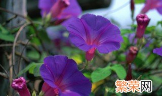 牵牛花种子什么时候播种 牵牛花种子播种时间