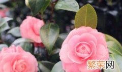 花的叶子变黑枯萎 花的叶子发黑枯萎