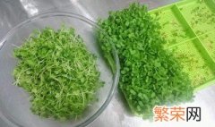 豆苖的养殖方法 怎样种豌豆苗