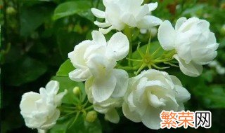 茉莉花最多养几年 怎么养殖最好