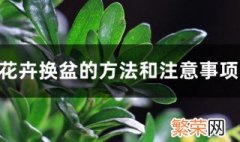 植株转移花盆的步骤 什么时间换盆最合适