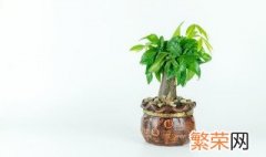 适合室内培植的小植物有哪些 适合室内养的小型植物