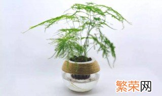 家里养文竹有风水禁忌 文竹的风水禁忌有什么