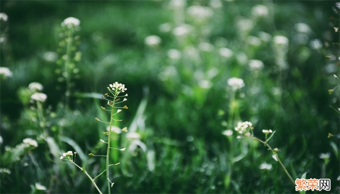 古柯主要种植在哪里 古柯主要种植在什么地方