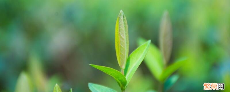 古柯主要种植在哪里 古柯主要种植在什么地方