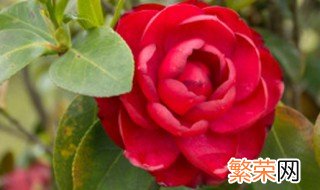 茶花的新叶子枯死是什么原因 茶花叶子枯萎是怎么回事