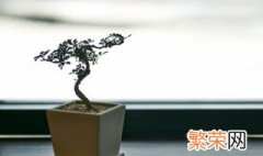 适合春天养的室内植物 春天适合养什么植物在室内