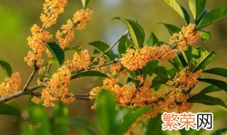 新鲜桂花处理方法 新鲜桂花怎么处理才能食用