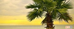 棕榈树长什么样长在哪里 棕榈树长什么样