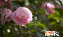 香妃茶花适合在室内养吗 茶花适合在室内养吗