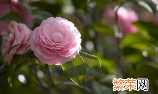 香妃茶花适合在室内养吗 茶花适合在室内养吗